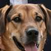 Duke -dog AI-Avatar