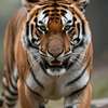 Tigre ai avatar