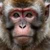 Chimpansee AI-avatar