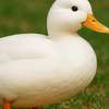 Caspian duck Awatar AI