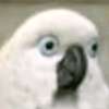 birdmom