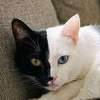 Avatar AI Kitty