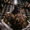 Ragnarok  Avatar de IA
