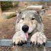 lobo 