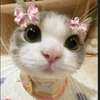 trang