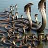 Kings Cobra AI avatar