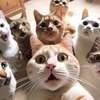 Cat group chat avatar AI