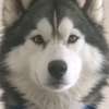 Husky Siberiano Awatar AI