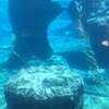 Underwater  AI avatar