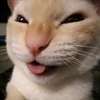 nerp