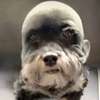 Balding Dog AI avatar