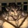 Furry Prison AI аватар