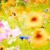 fields.of.flowers