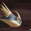 Stormfly Avatar IA