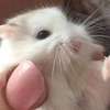 Hammy ai avatar