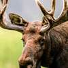 Avatar AI Moose