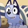 socks heeler