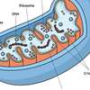 อวาตาร์ AI Mitochondria 