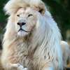 Simba AI аватар