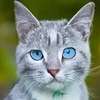 Greypelt ai avatar