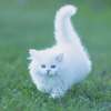 MHA, nag-transform ka ba bilang pusa?!! ai avatar