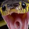 Serpente affamato Avatar AI