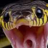Snake AIアバター