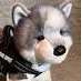 ziggy_andme!