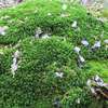 cat maker moss