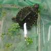 Tortuganalgona AI avatar