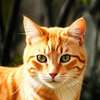 Avatar AI FireStar.