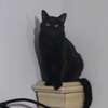catwizard