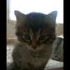 Minou ai avatar