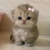 rachel