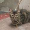 Gato Avatar de IA