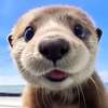 hi hi