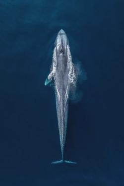 Flipped Chat AI – Chatten mit Blue Whale