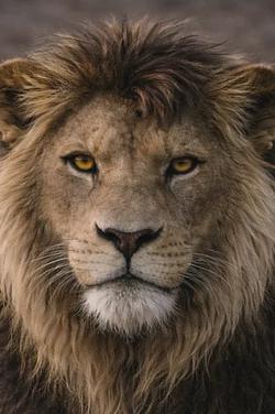 Flipped Chat AI – Chat s Korvax The Lion King
