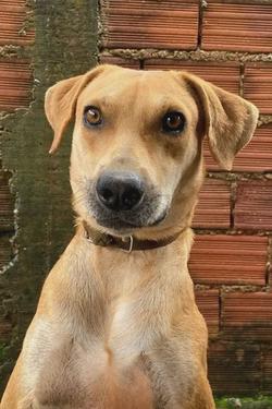 Flipped Chat AI – Bate-papo com Dog