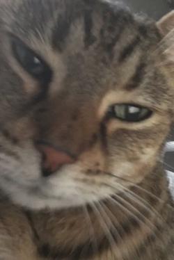 Flipped Chat AI – Chatta con Judgemental cat
