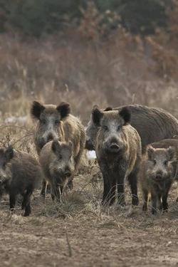 الذكاء الاصطناعي للدردشة المعكوسة – الدردشة مع Wild Schweine 