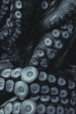 Flipped Chat AI – Chatta con Tentacles 