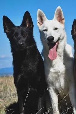 FlippedチャットAI – Lexi and zuesとチャット