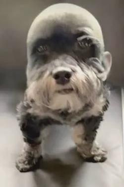Odwrócony czat AI – rozmawiaj z Balding Dog