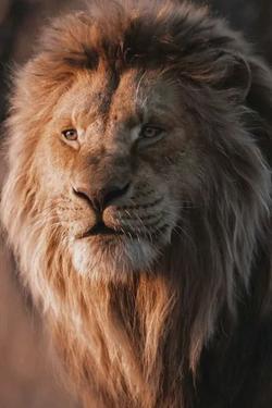 फ़्लिप्ड चैट AI – Mufasa und alle Charaktere. के साथ चैट करें