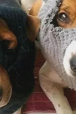 Flipped Chat AI – Csevegés zorro