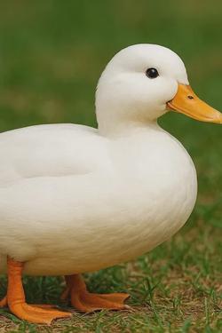Flipped Chat AI – Chatta med Caspian duck