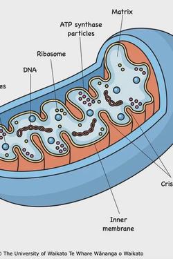 Flipped Chat AI – Discuter avec Mitochondria 