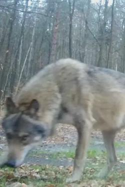 Odwrócony czat AI – rozmawiaj z Willow 