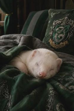 Flipped chat ai - makipag -chat sa Draco (Ferret)